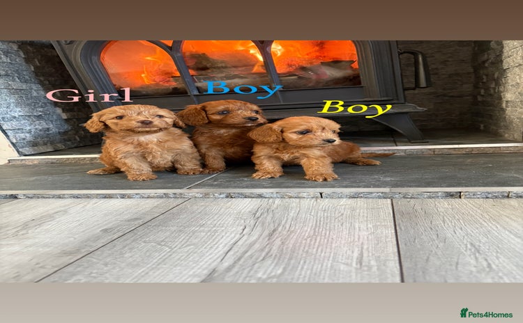 Cockapoo dogs - Advert 16