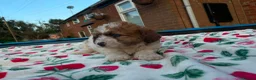 Mixed Breed dogs for sale: Adorable teddy bear shihpoo X chihuahua puppies - Advert 4