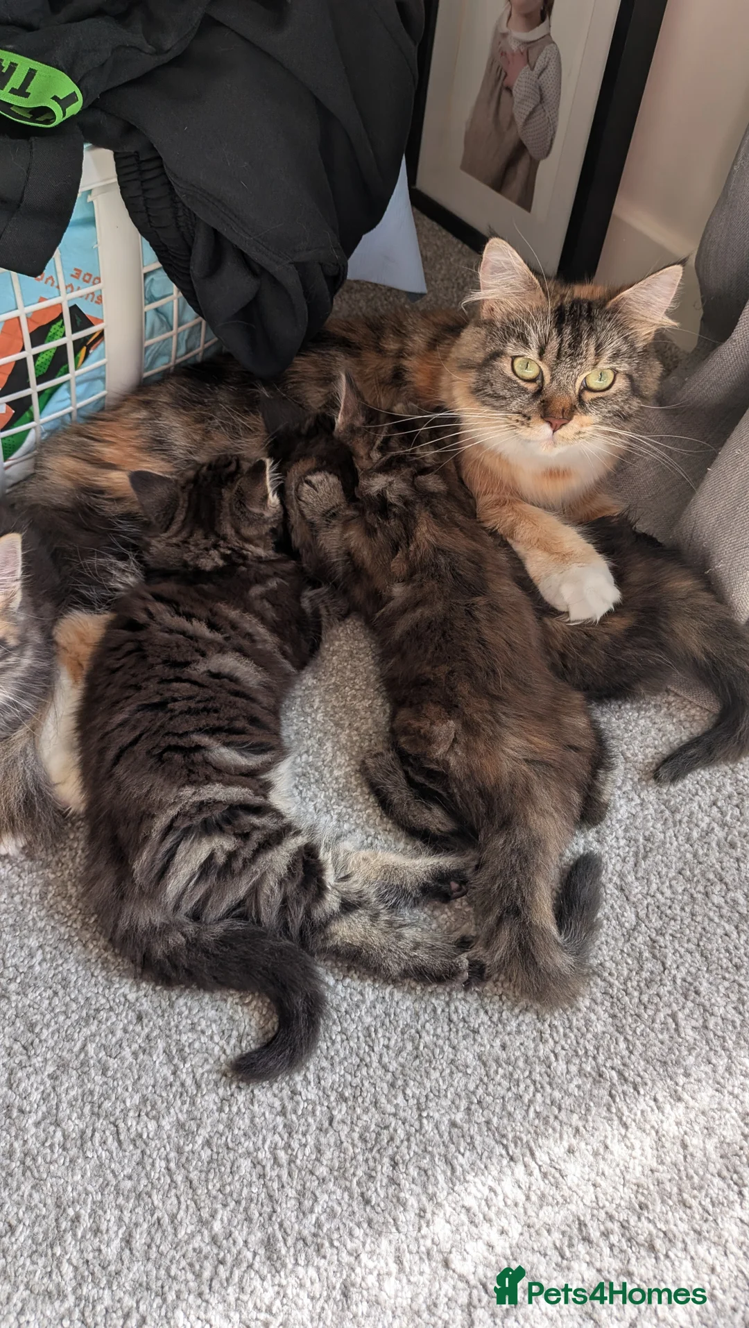 Mixed Breed cats for sale: Maincoon/BSH x BLH Kittens in Gainsborough - Advert 2
