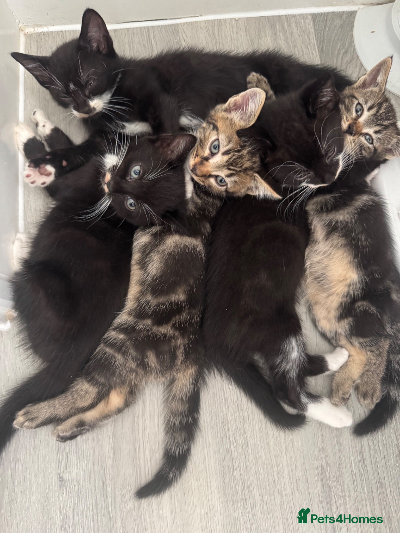 Domestic Shorthair cats 2 black & white males and 1 tabby female  - Advert 1