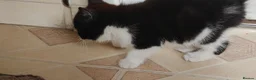Mixed Breed cats for sale: Kitten for sale boy and girls  - Advert 15