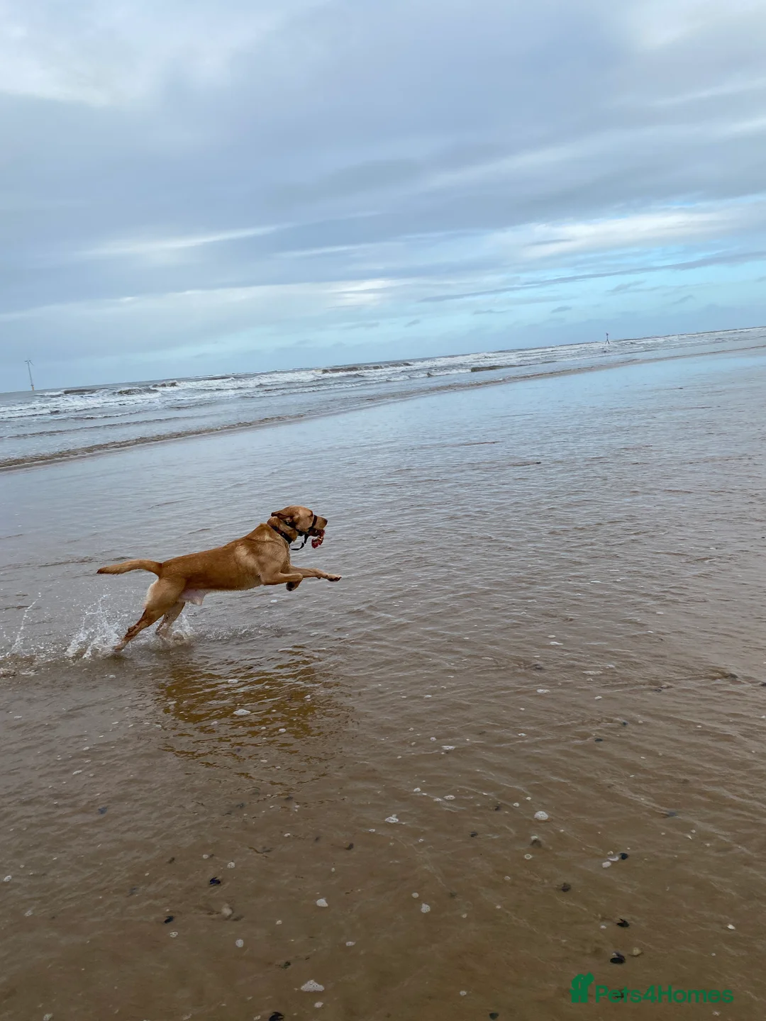 Labrador Retriever dogs for stud: Proven Health tested Lab Stud  in Chesterfield - Advert 6