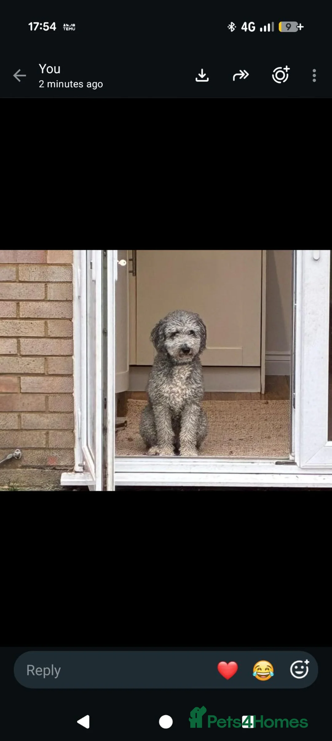 Mixed Breed dogs for sale: Sheepadoddle Puppies - Advert 2