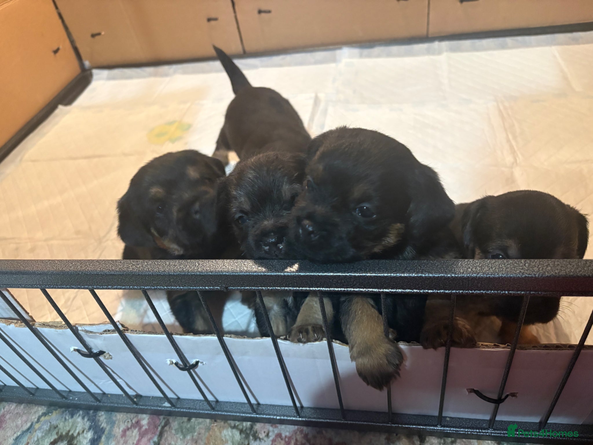 Border Terrier dogs for sale: 4 Beautiful KC Registered Border Terrier Puppies  - Advert 1