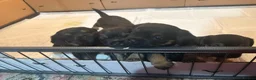 Border Terrier dogs for sale: 4 Beautiful KC Registered Border Terrier Puppies  - Advert 1