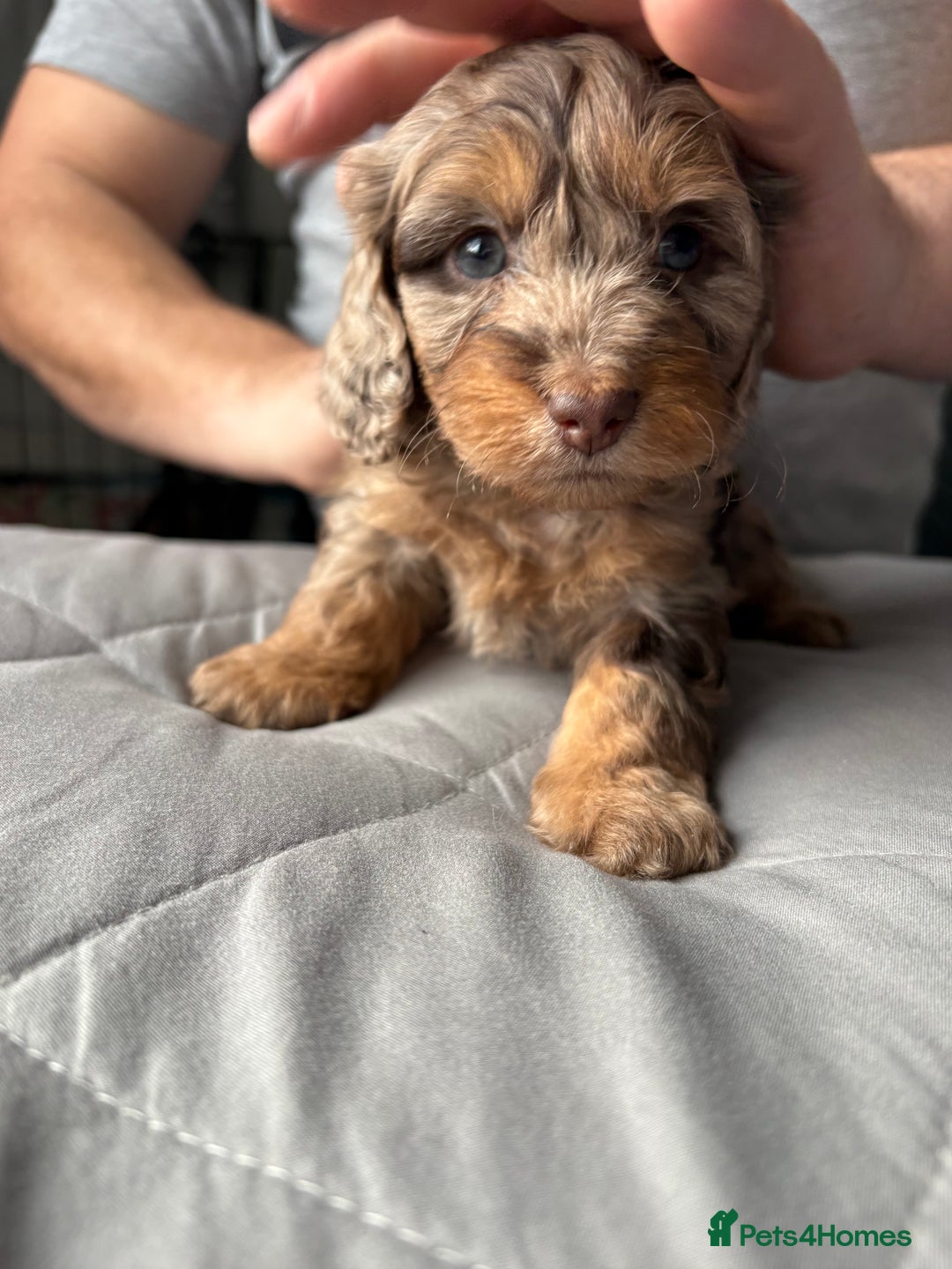 Mixed Breed dogs for sale: Dachshund x King Charles spaniel puppies for sale  - Advert 9