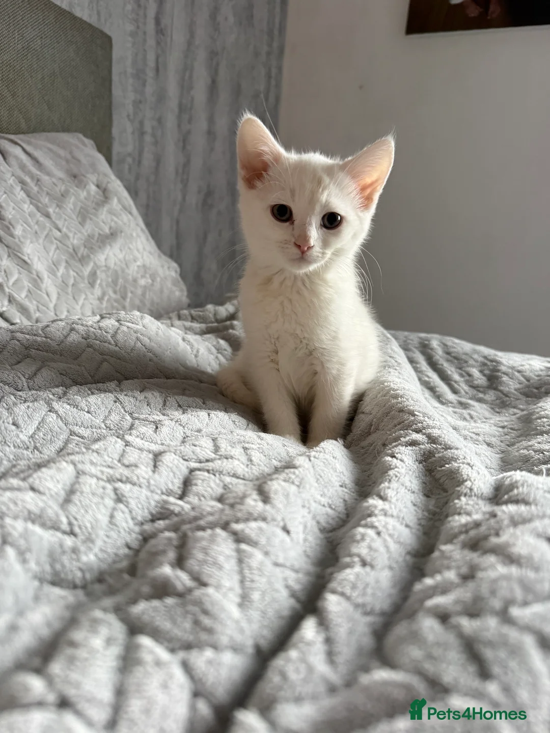 Mixed Breed cats for sale: 5 kittens ready to leave  - Advert 3