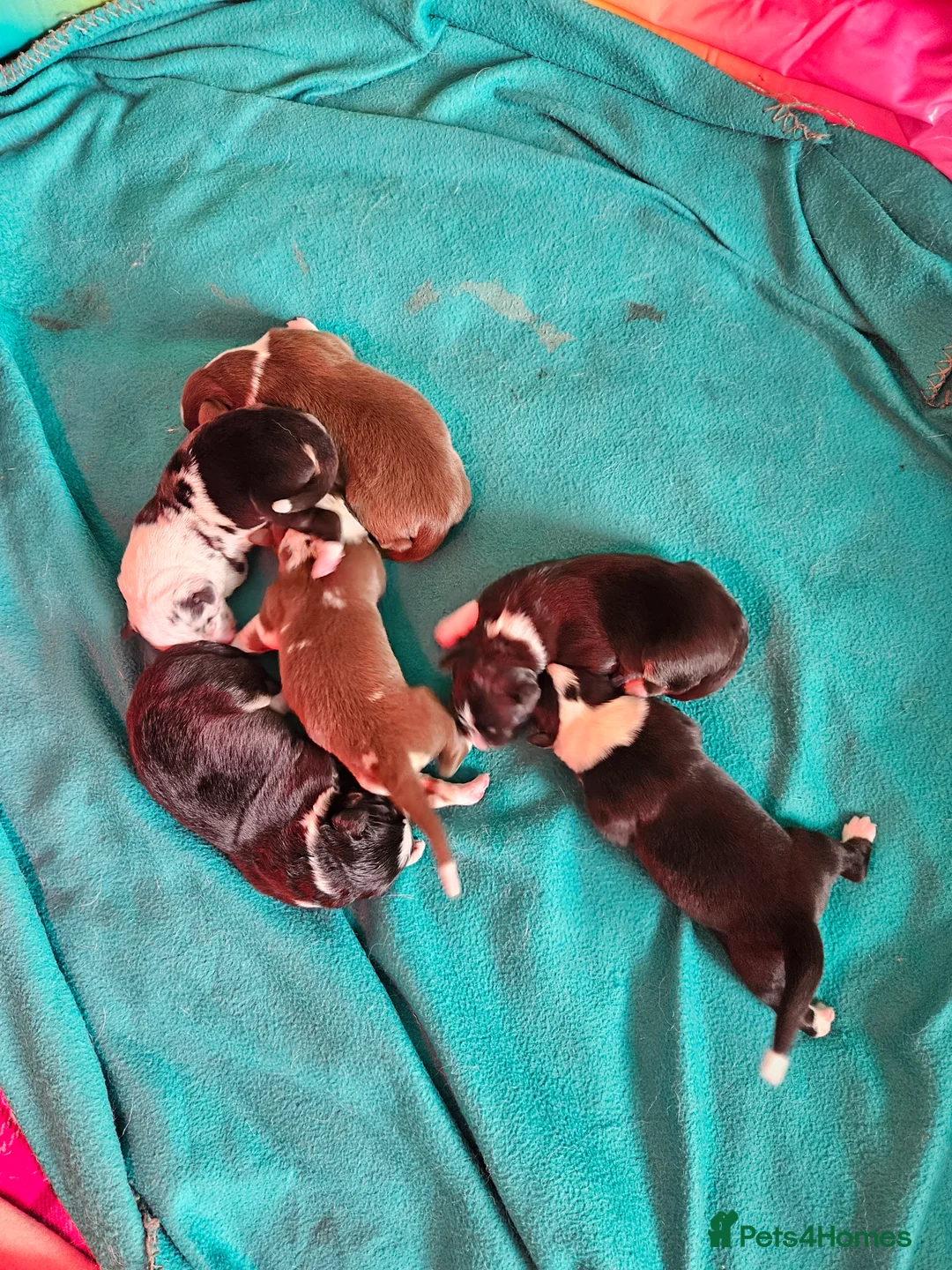 Australian Shepherd dogs for sale: Australian sheperd - Advert 4