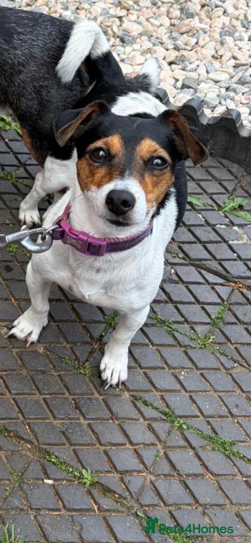 Jack Russell dogs Jack Russel blue merle - Advert 1