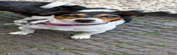 Jack Russell dogs for sale: Jack Russel blue merle - Advert 1
