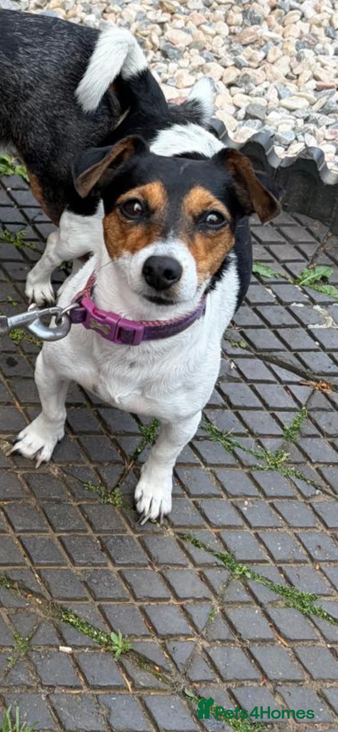 Jack Russell dogs for sale: Jack Russel blue merle - Advert 1