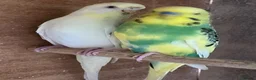 Budgerigars birds for sale: Baby budgies and pairs for sale  - Advert 15