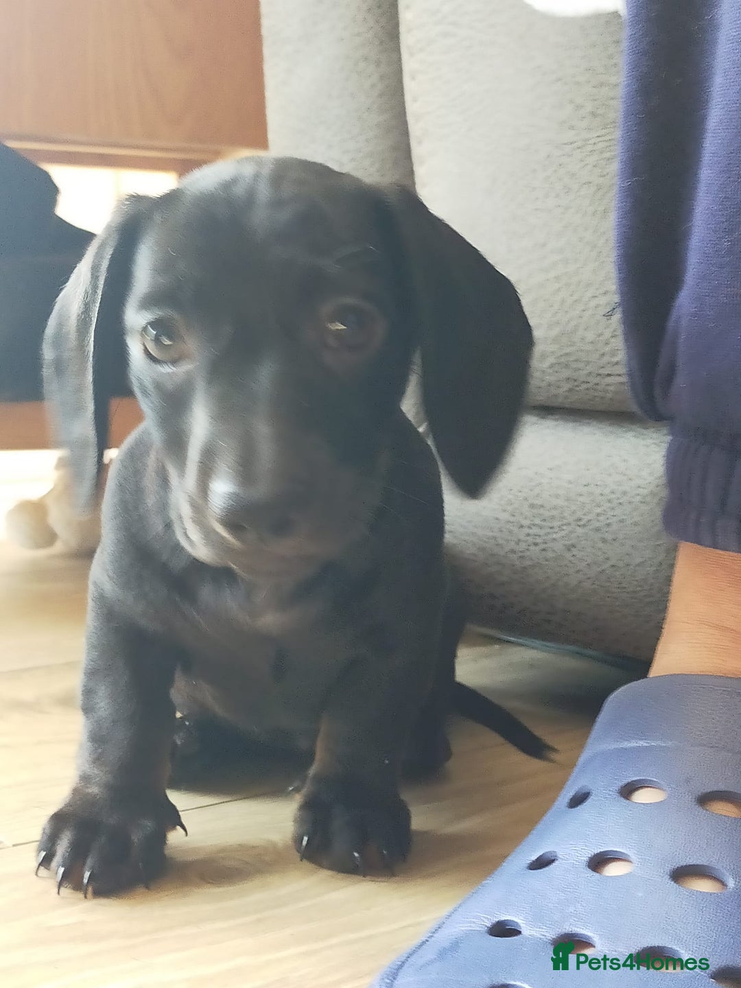 Miniature Dachshund dogs for sale: ..Miniature dachshunds 1 Girl 1BOY READY TO LEAVE  in Ellesmere Port - Image 9