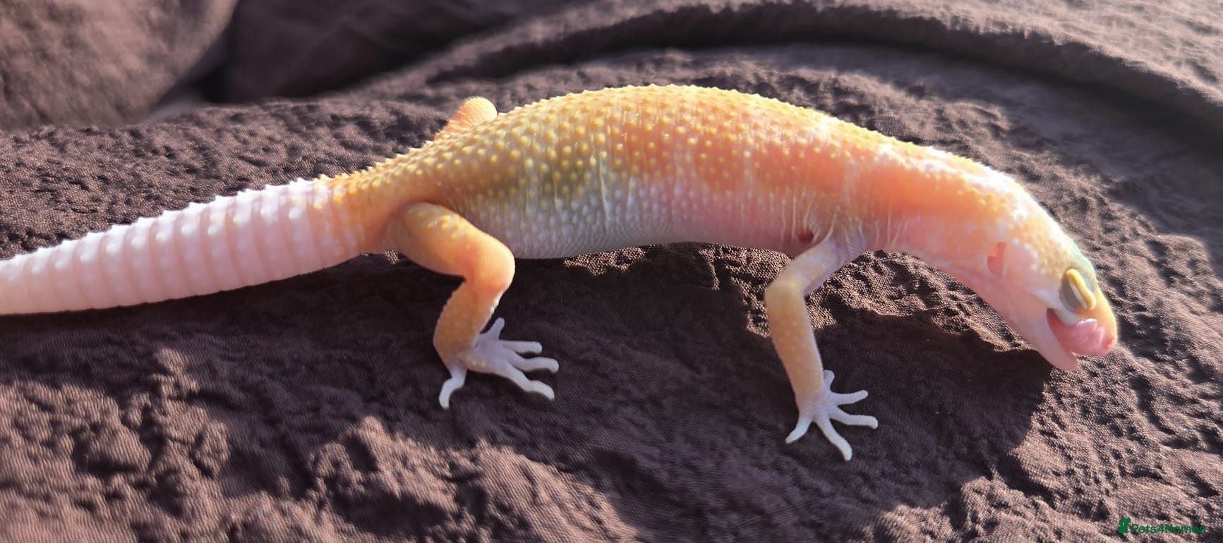 Gecko reptiles Crested & leopard gecko babies - Advert 2