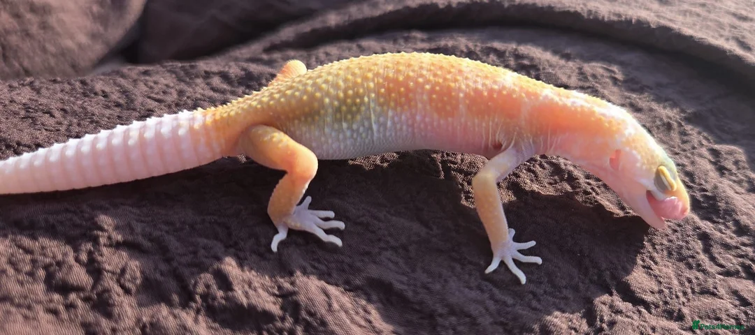 Gecko reptiles for sale: Crested & leopard gecko babies - Advert 2
