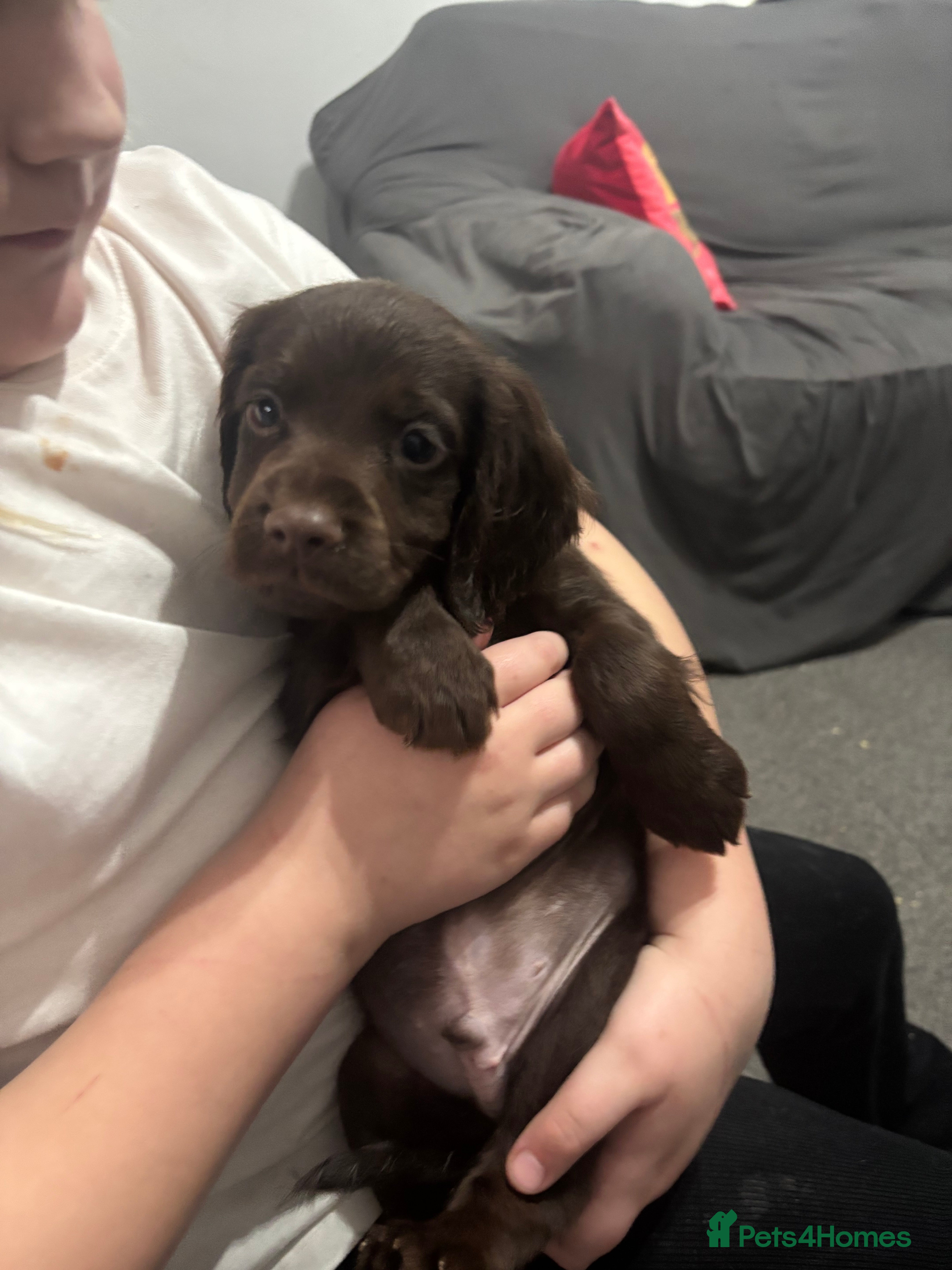 Cocker Spaniel dogs 🐶Ready to go🐶Cocker spaniel puppies 🐶  - Advert 7