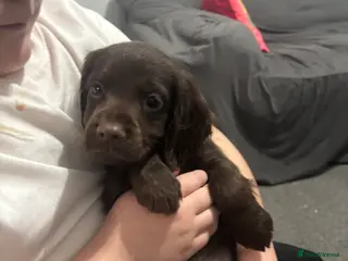 Cocker Spaniel dogs 🐶Ready to go🐶Cocker spaniel puppies 🐶 - Advert 7