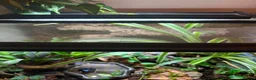 Frog reptiles for sale: Adult Female Blue Poison Dart Frog  in Watford - Advert 5