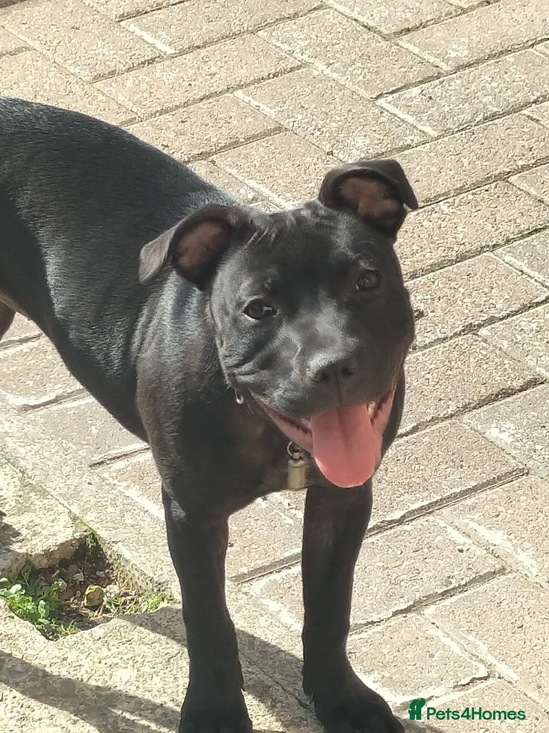 Staffordshire Bull Terrier dogs for sale: Black Staffordshire Bitch - Advert 5