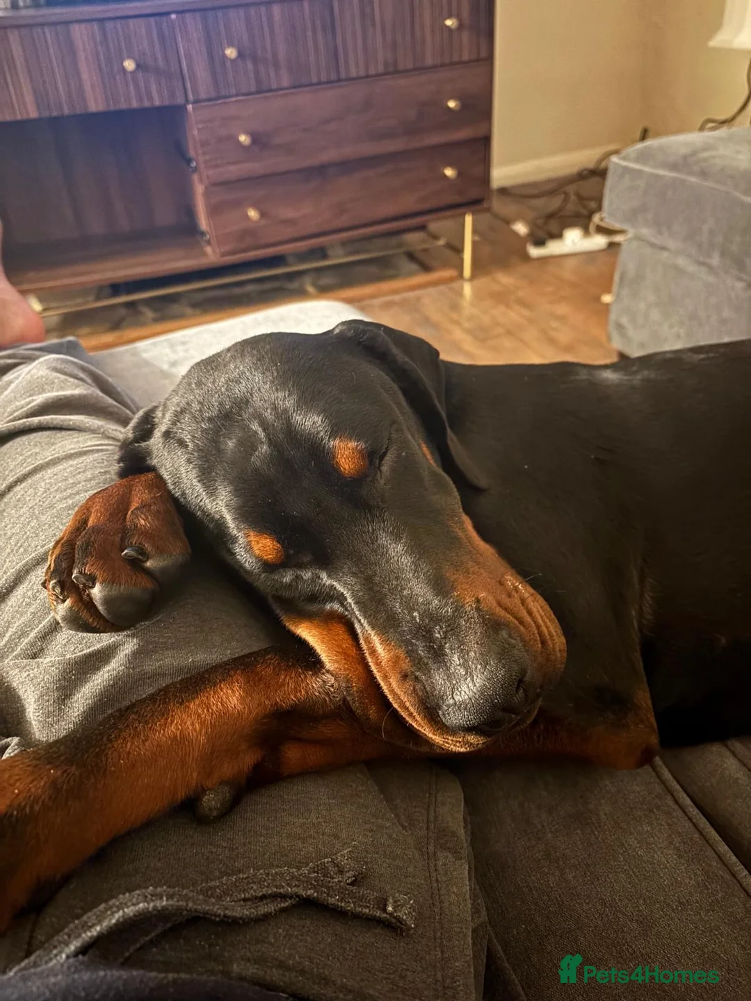 Dobermann dogs for sale: 8 Month Old Doberman - Advert 4