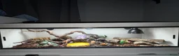 King Snake reptiles for sale: Grey banded king snake  - Advert 5