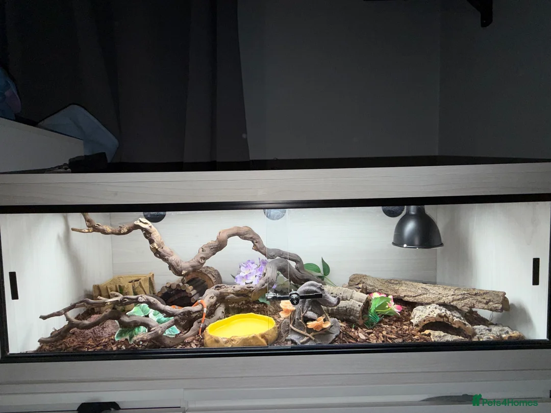 King Snake reptiles for sale: Grey banded king snake  - Advert 5