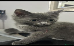 Ragdoll cats for sale: Rigdoll kittens  - Image 2