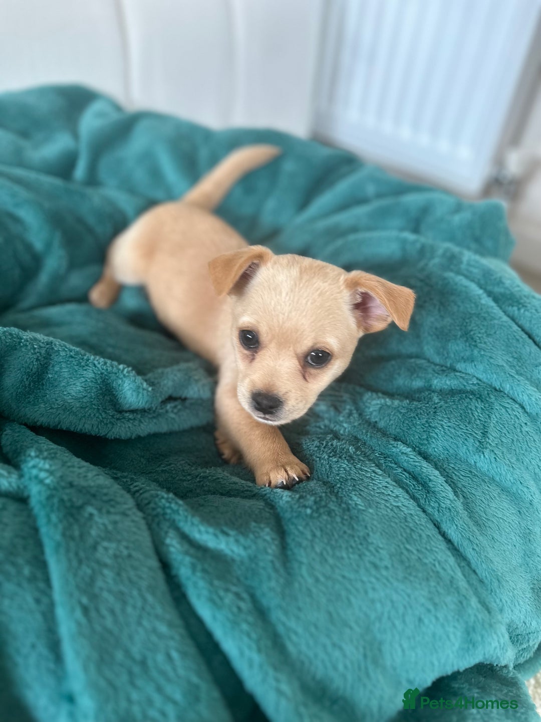 Mixed Breed dogs for sale: Pugs x chihuahua puppies for sale - Image 2