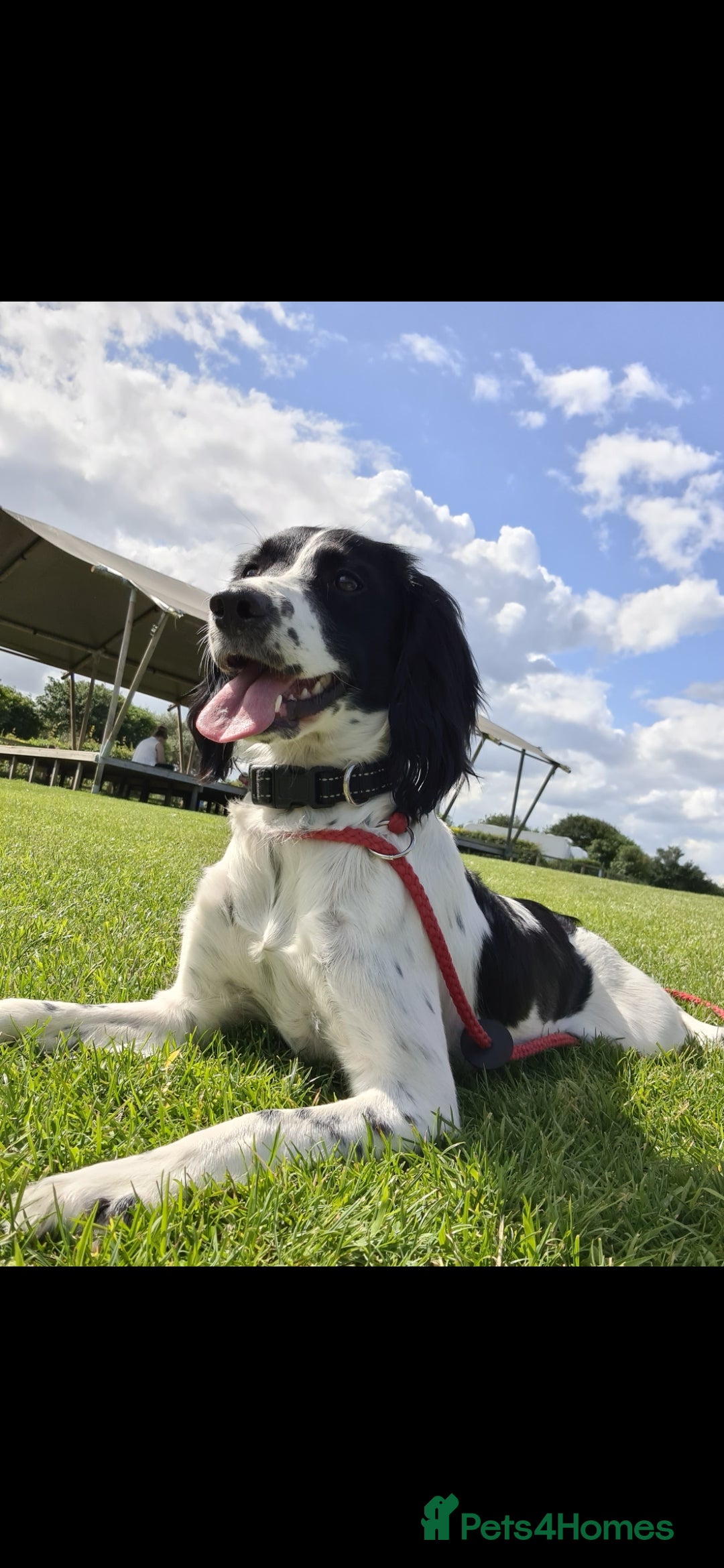 English Springer Spaniel dogs for sale: ✨ KC Registered Springer Spaniel Puppies ✨ - Advert 4
