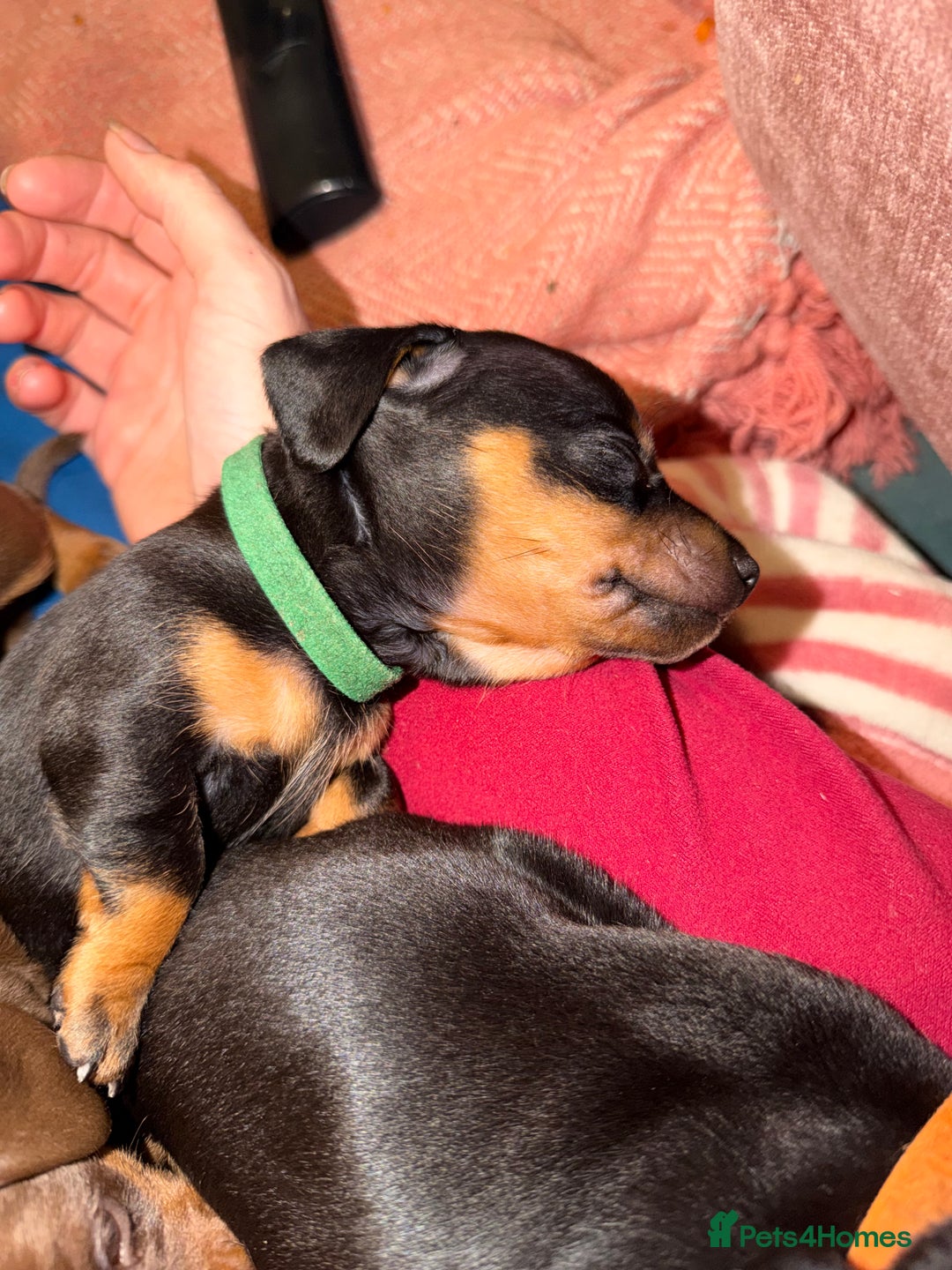 Miniature Dachshund dogs for sale: Beautiful miniatures for sale - ready 17th january - Advert 5