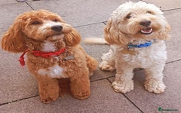 Cockapoo dogs for sale: Beautiful litter of 8 cockapoos  - Advert 1