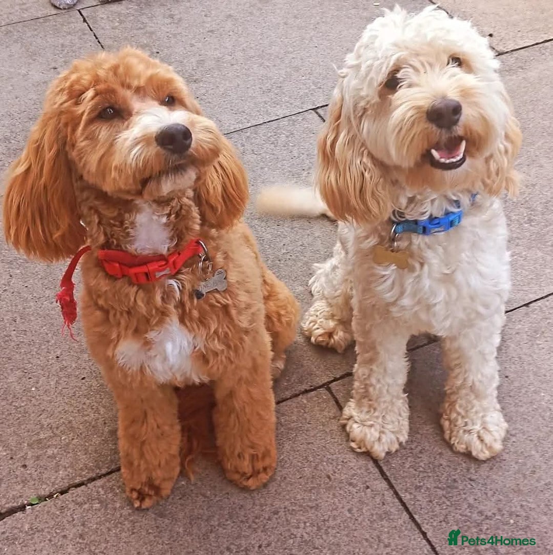 Cockapoo dogs for sale: Beautiful litter of 8 cockapoos  - Advert 1