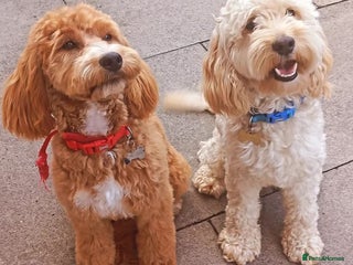 Cockapoo dogs Beautiful litter of 8 cockapoos - Advert 7