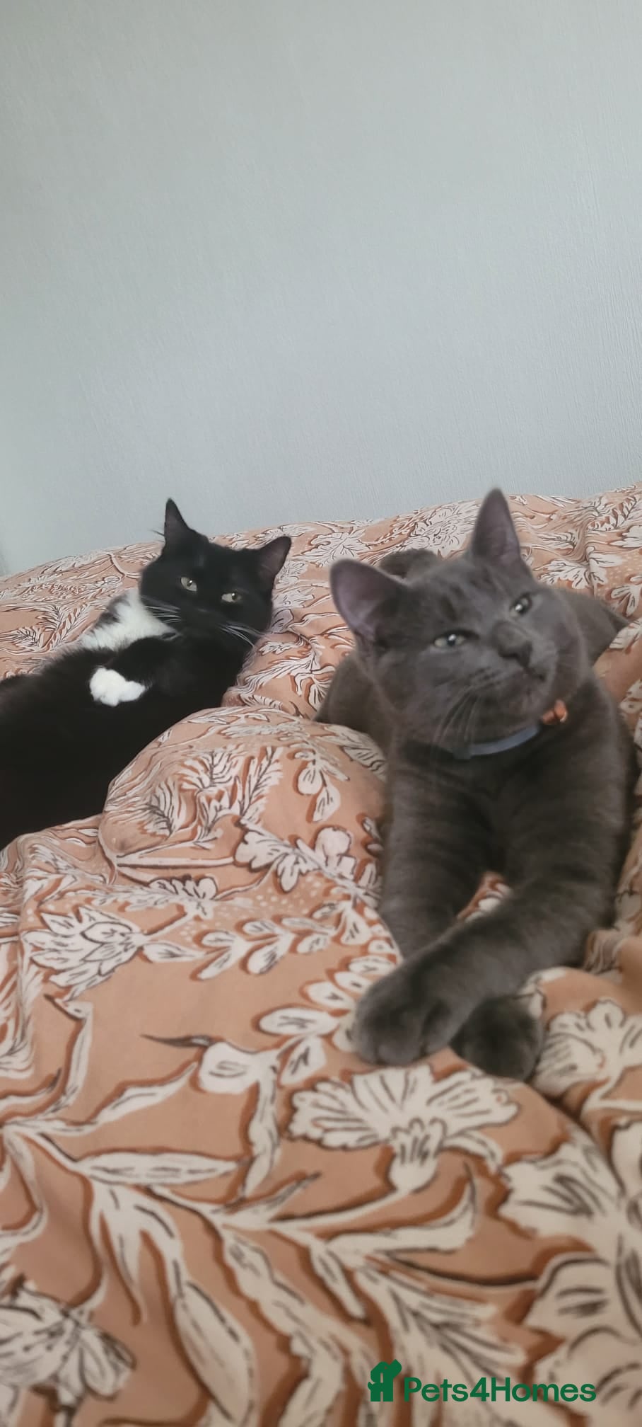 Mixed Breed cats Mix breed kittens - 2x male 3x female - Advert 3