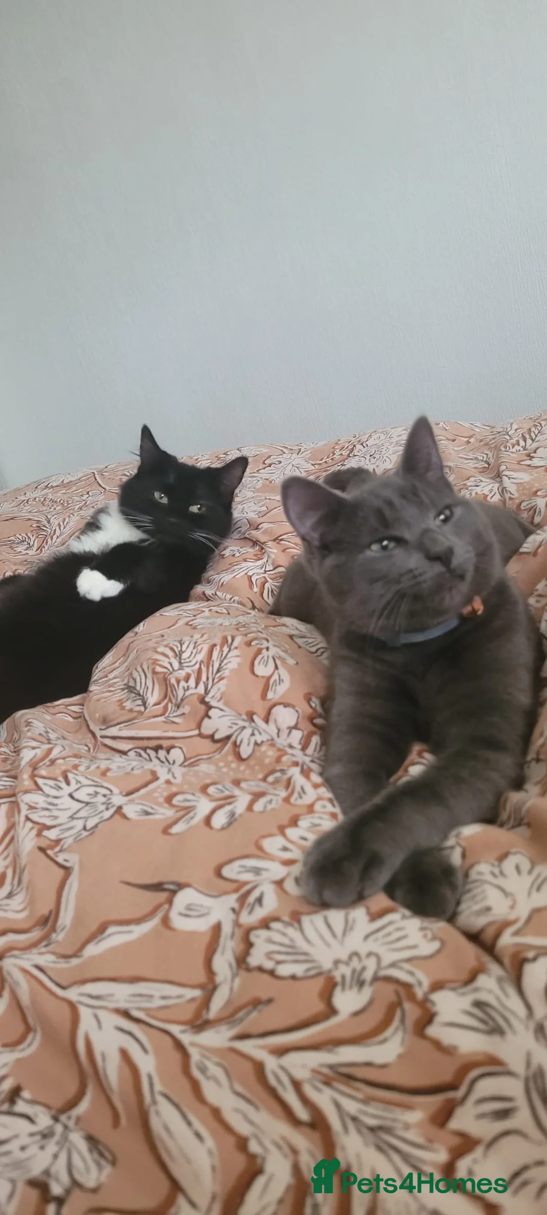 Mixed Breed cats for sale: Mix breed kittens - 2x male 3x female - Advert 1