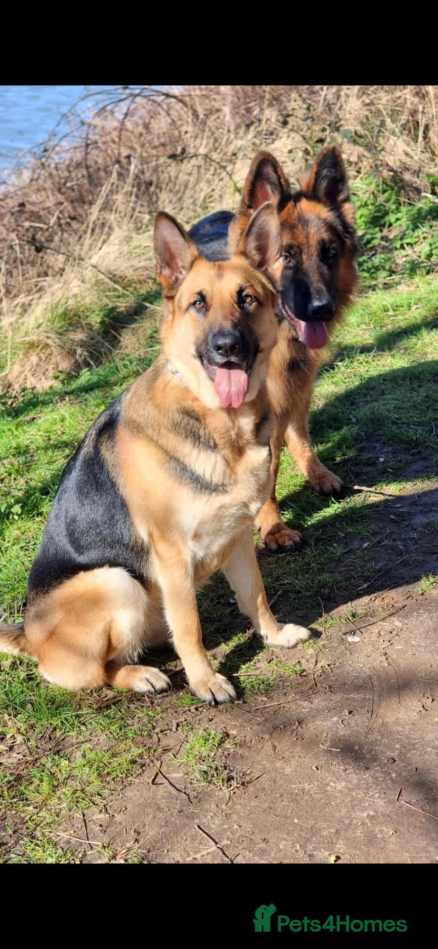 German Shepherd dogs     Exceptional Long Coat German Shepherd Stud 🐾 - Advert 2
