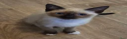Snowshoe cats for sale: Seal Point Snowshoe kittens - two left - Advert 3