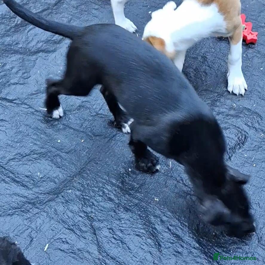 Lurcher dogs for sale: Beautiful well bred lurcher puppies - Advert 14