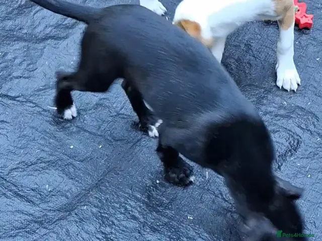 Lurcher dogs for sale: Beautiful well bred lurcher puppies - Advert 14