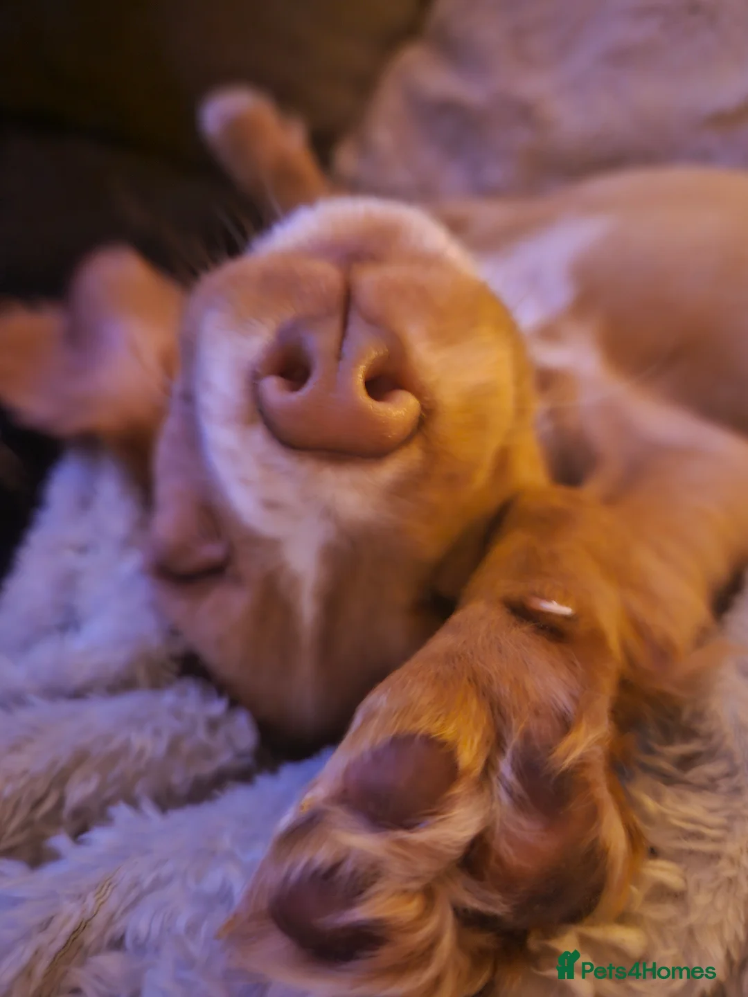 Cocker Spaniel dogs for sale: Purebred Cocker Spaniel - Advert 1