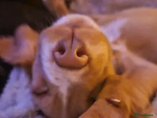 Cocker Spaniel dogs Purebred Cocker Spaniel - Advert 2