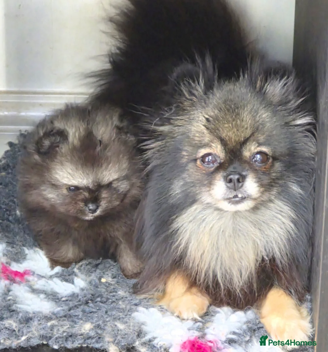 Pomeranian dogs for sale: Wolf sable Pomeranian  - Advert 2