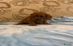 Cockapoo dogs for sale: F1 Cockapoo pups for sale  - Image 6