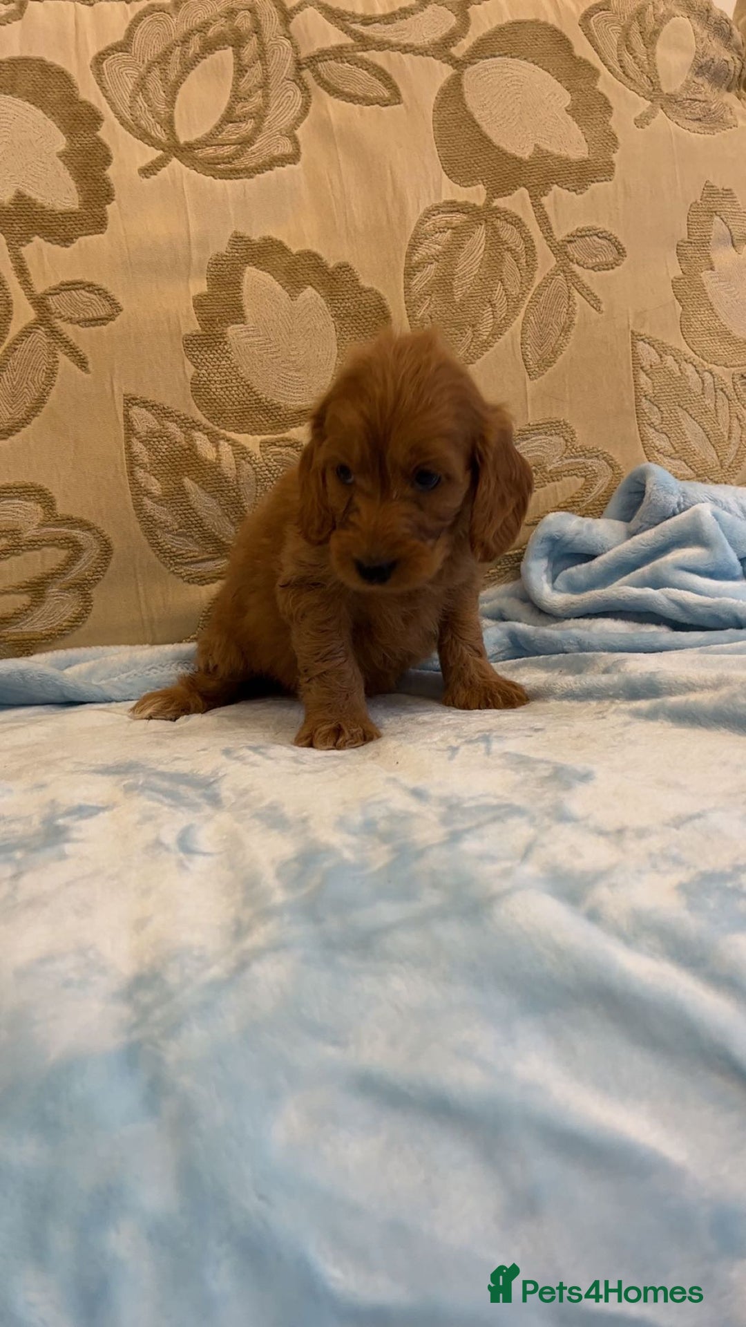 Cockapoo dogs for sale: F1 Cockapoo pups for sale  - Image 6