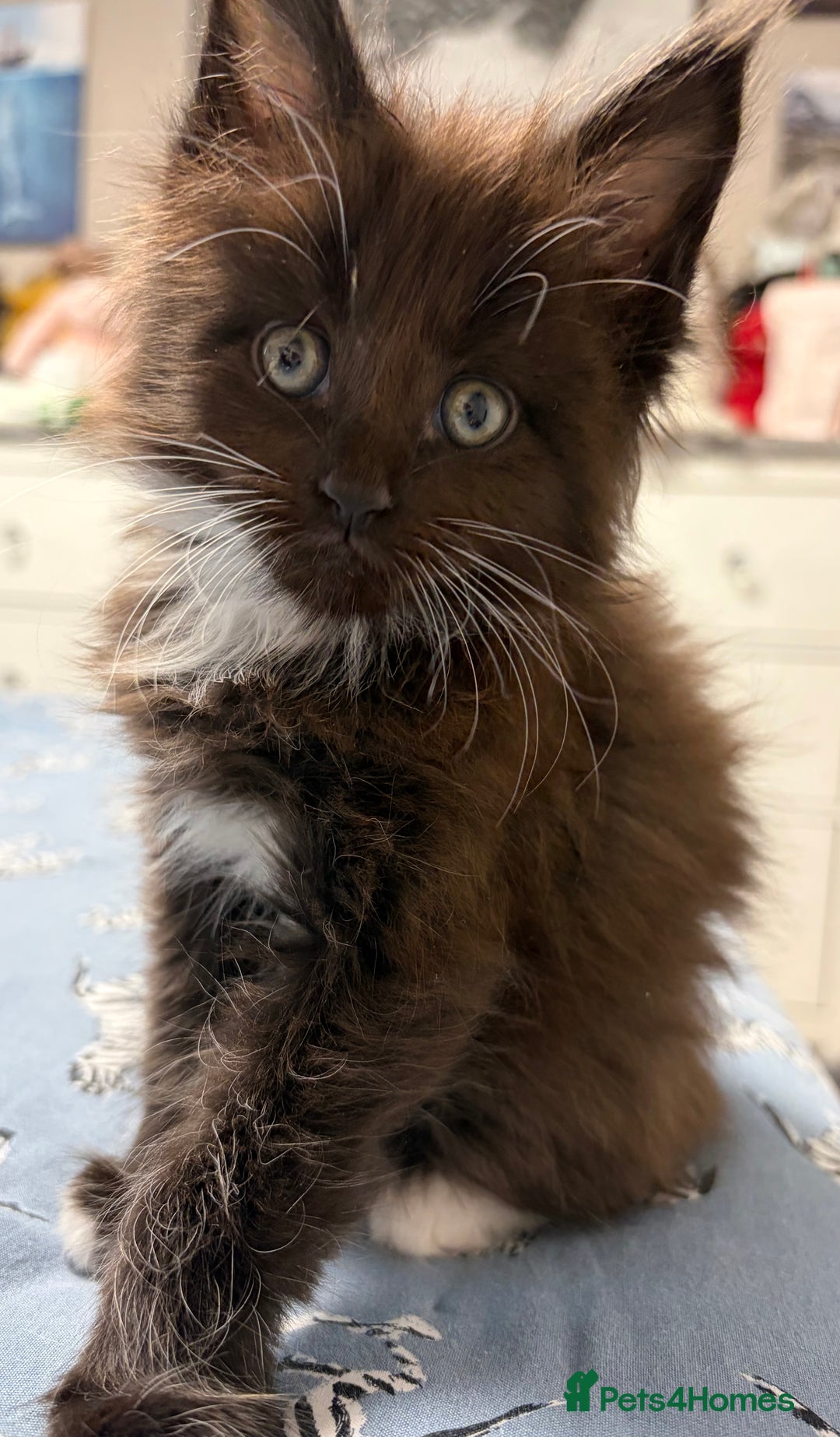 Maine Coon cats for sale: Champion Russian line full Maine coon kittens - Advert 22