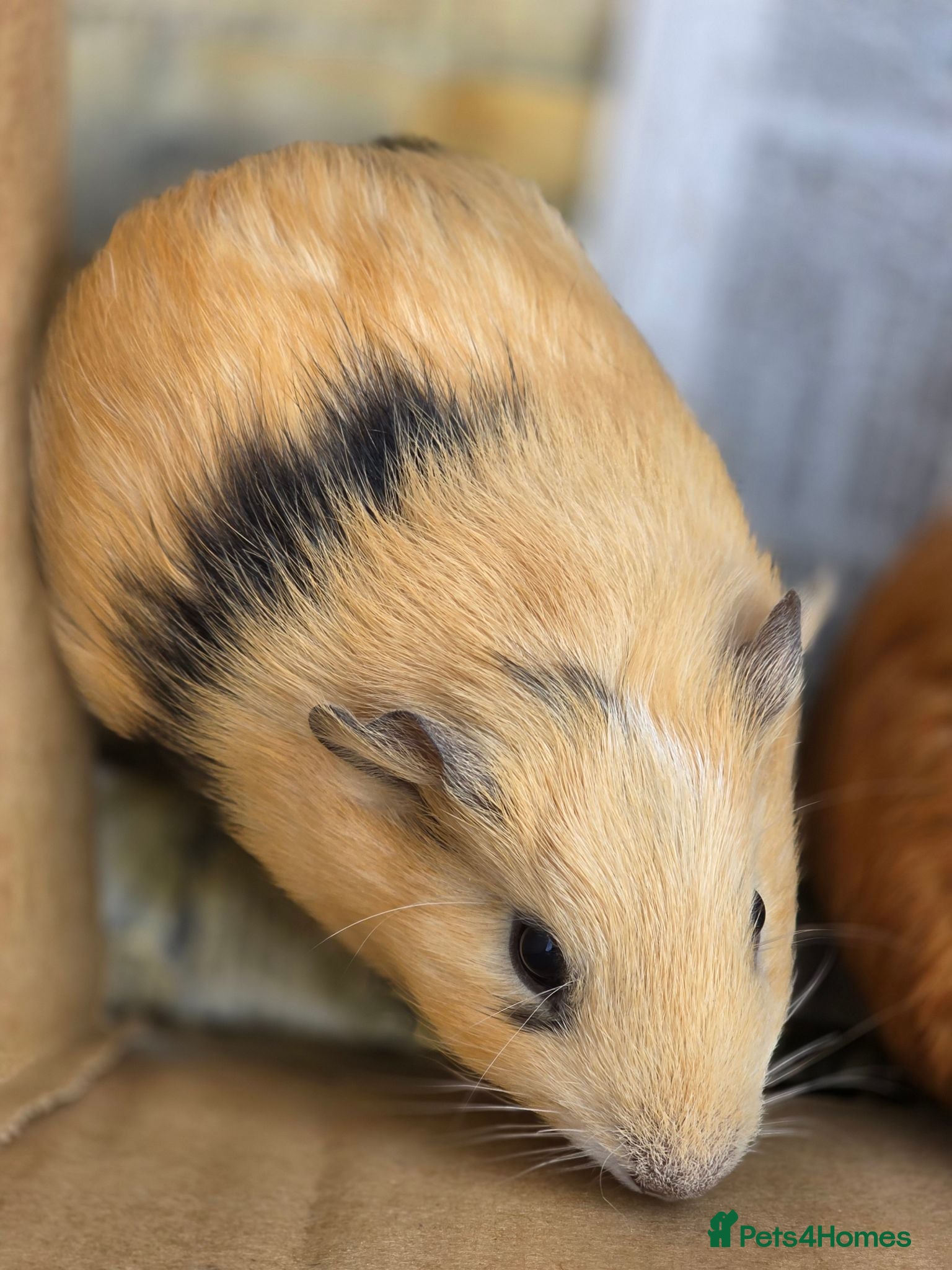 Guinea Pig rodents Baby Male Guinea Pigs For Sale - Advert 2