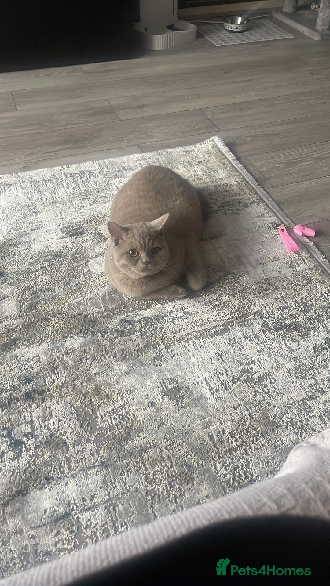 British Shorthair cats for sale: Stunning 2-Year-Old Male Lilac British Shorthair - Image 3