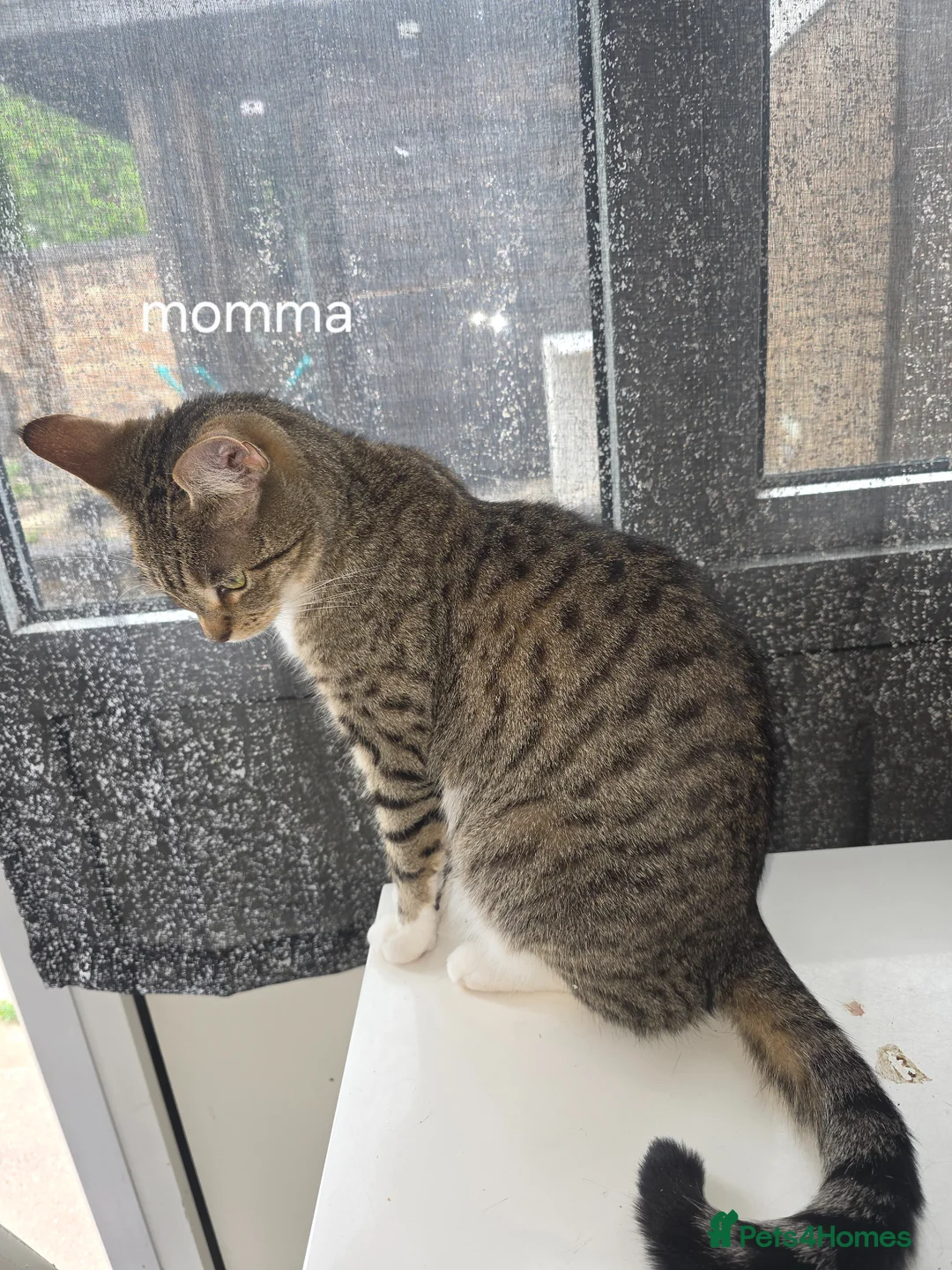 Mixed Breed cats for sale: Tabby kittens - Advert 19
