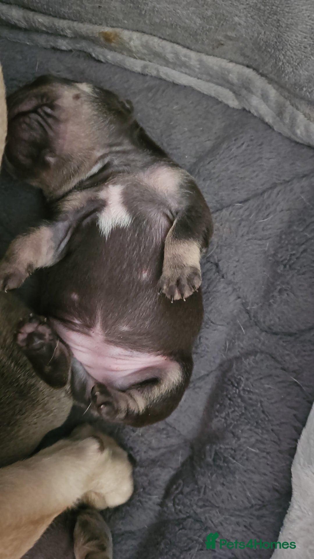 French Bulldog dogs for sale: Exquisite Pedigree French Bull Dog Puppies  - Image 5