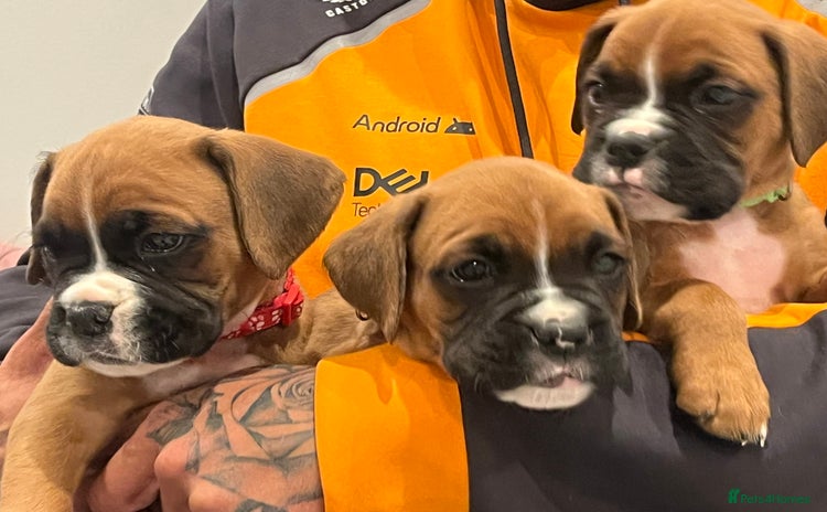 Boxer dogs - Advert 1